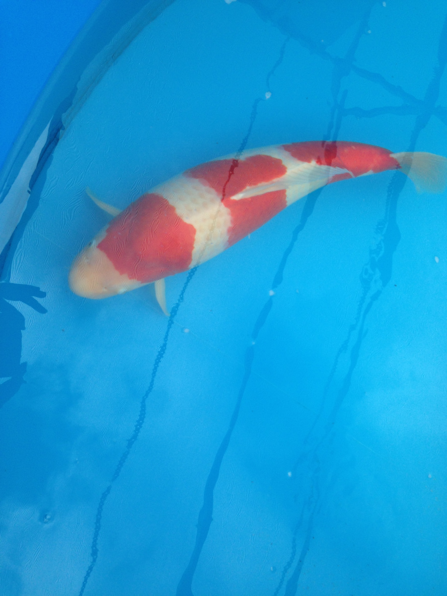 Carpa Koi - immagine 5