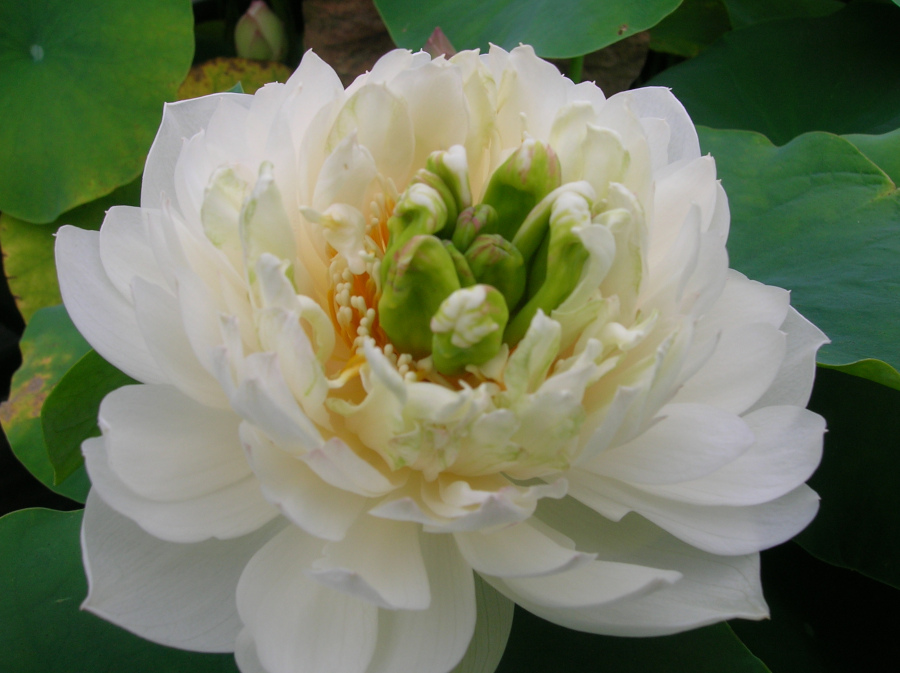 Nelumbo 'Baixue Gongzhu'