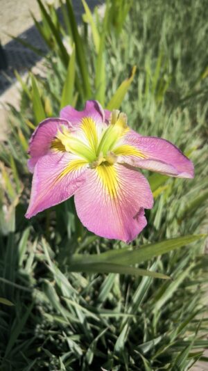 Iris louisiana 'Handmaiden'
