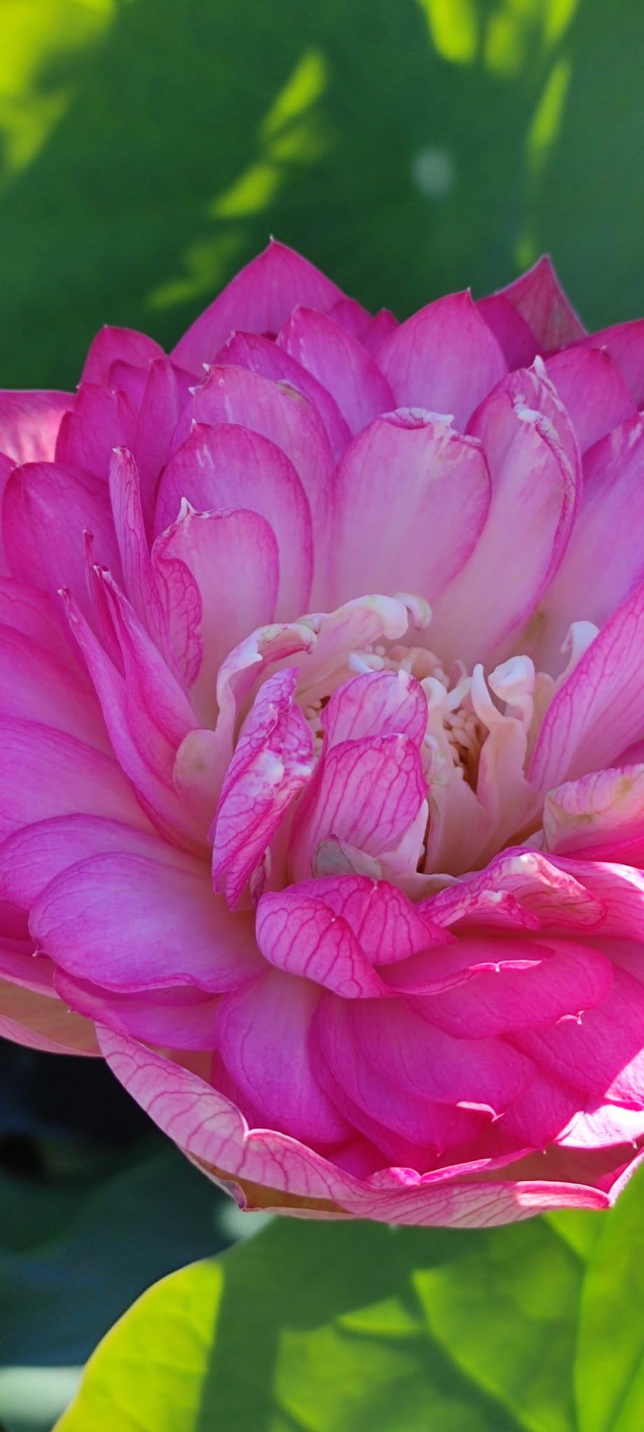 Nelumbo 'Antouchun' - immagine 3