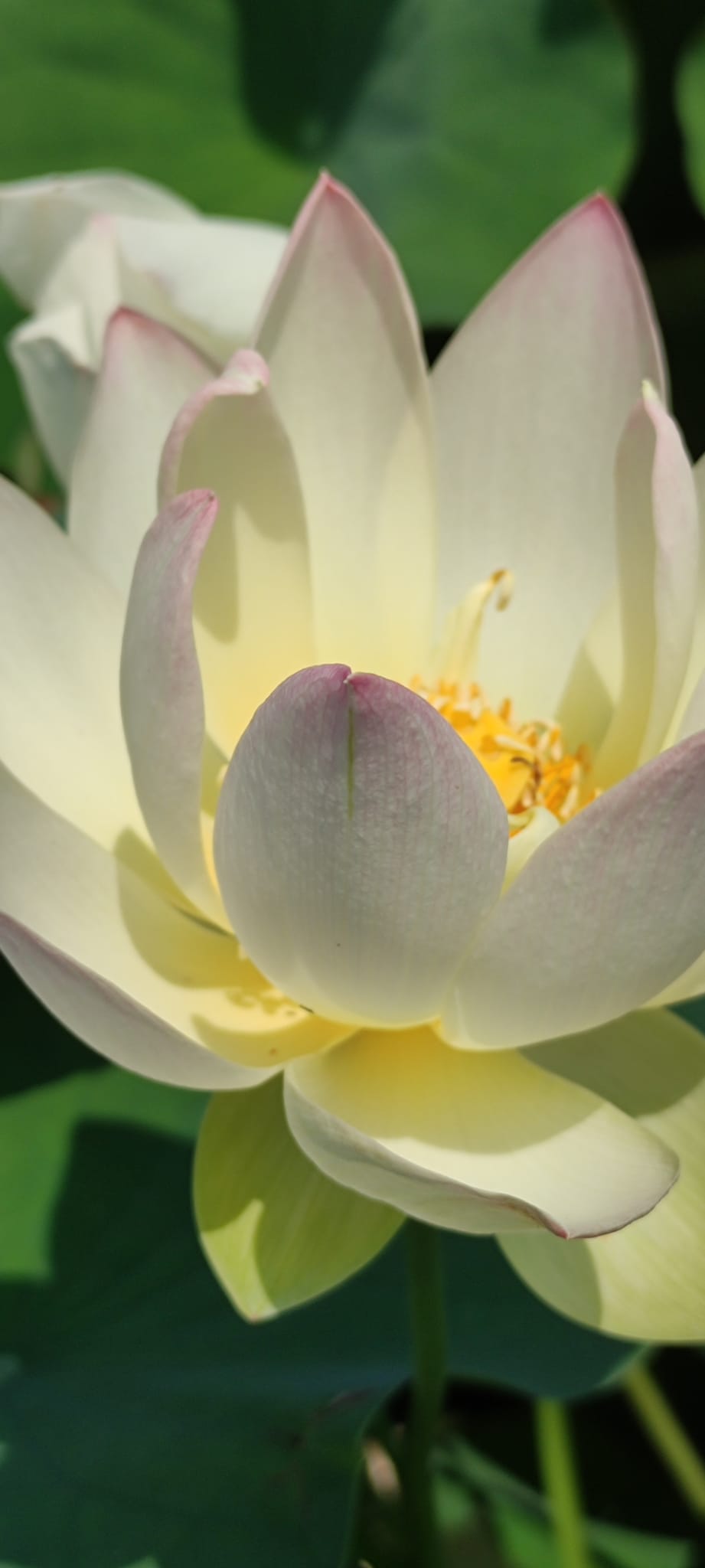 Nelumbo 'Huang Li' - immagine 2