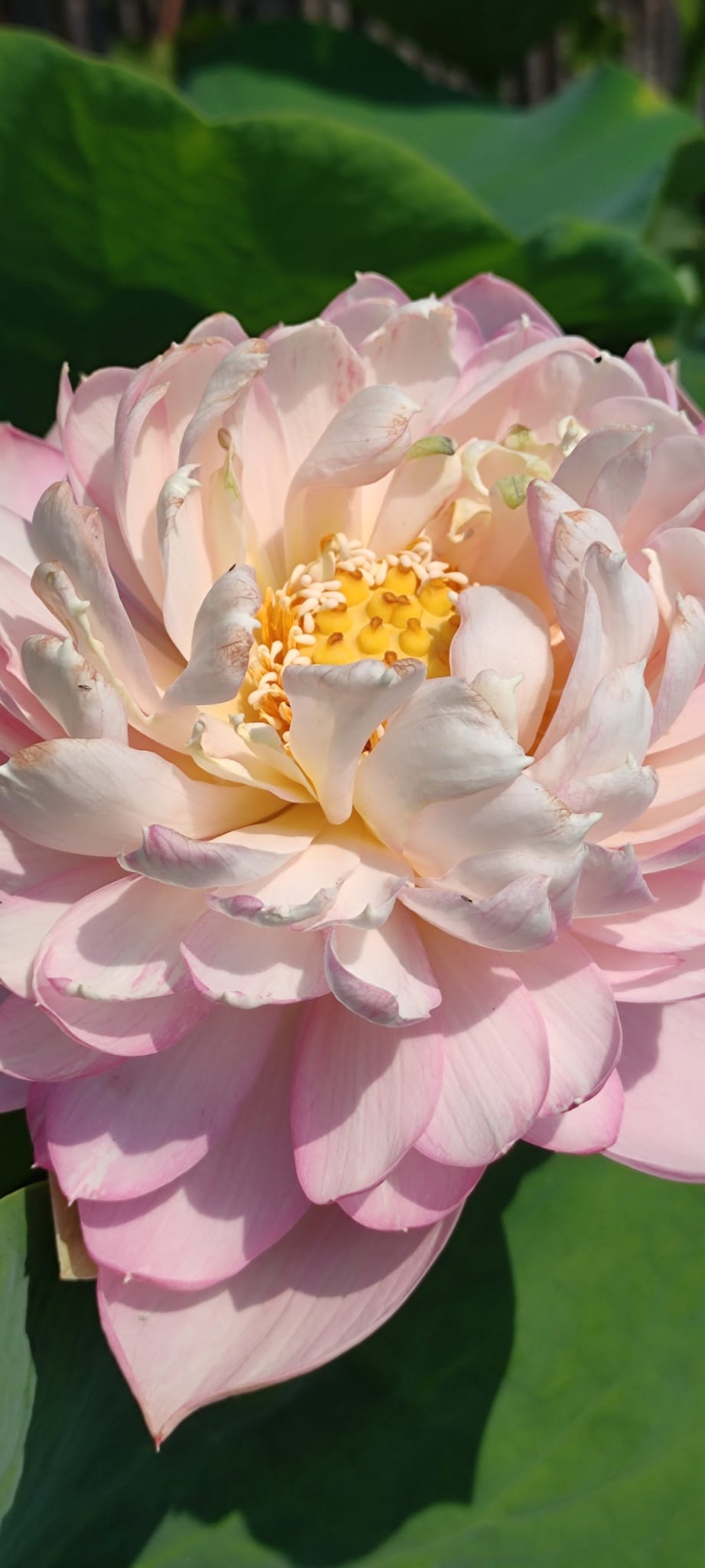 Nelumbo 'Yue Xia' - immagine 2