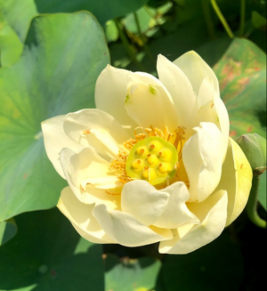 Nelumbo 'Jin Bi Hui Huang'