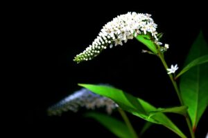 Lysimachia clethroides