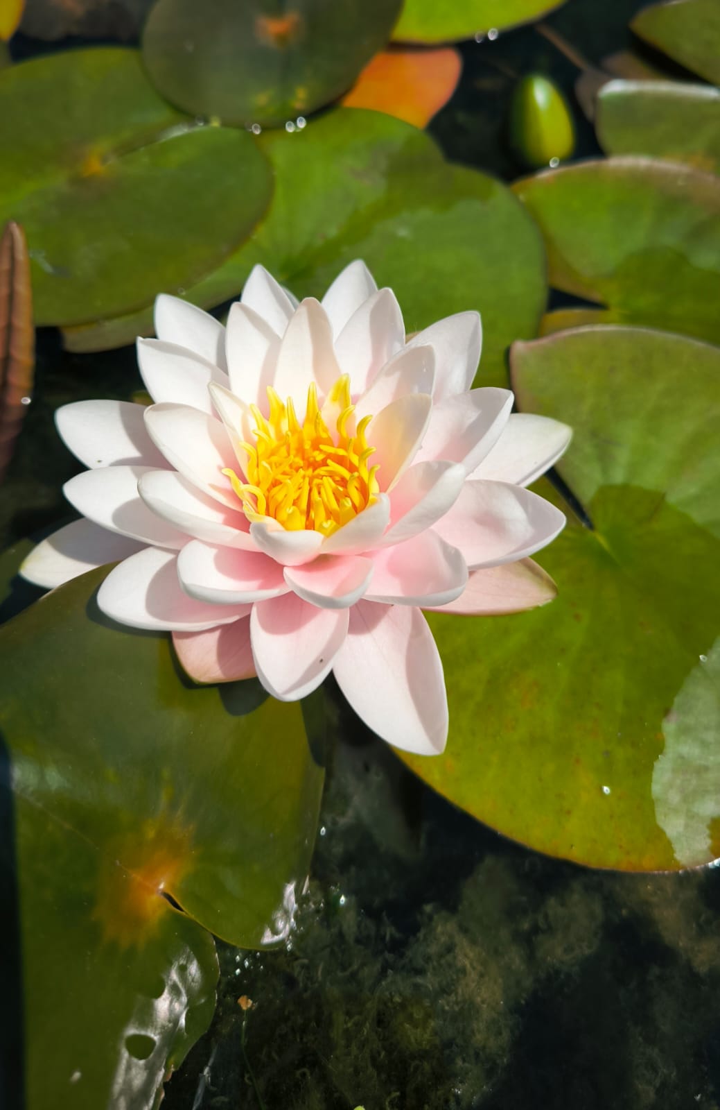 Nymphaea 'Chubby' - immagine 2
