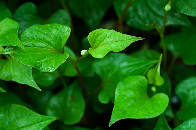 Houttuynia cordata - immagine 2