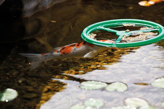 PondoFeed Ring - immagine 2