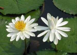 Nymphaea 'Lotus'