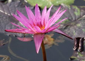 Nymphaea 'Manassas'
