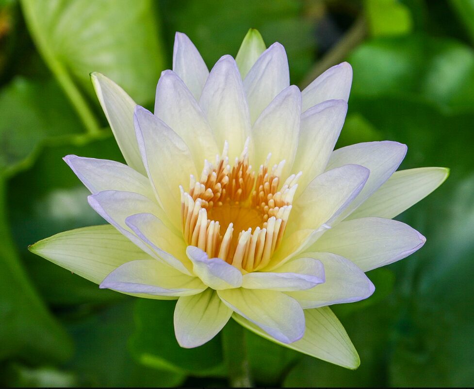 Nymphaea 'Moonbeam'