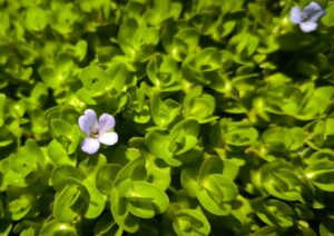 Bacopa caroliniana