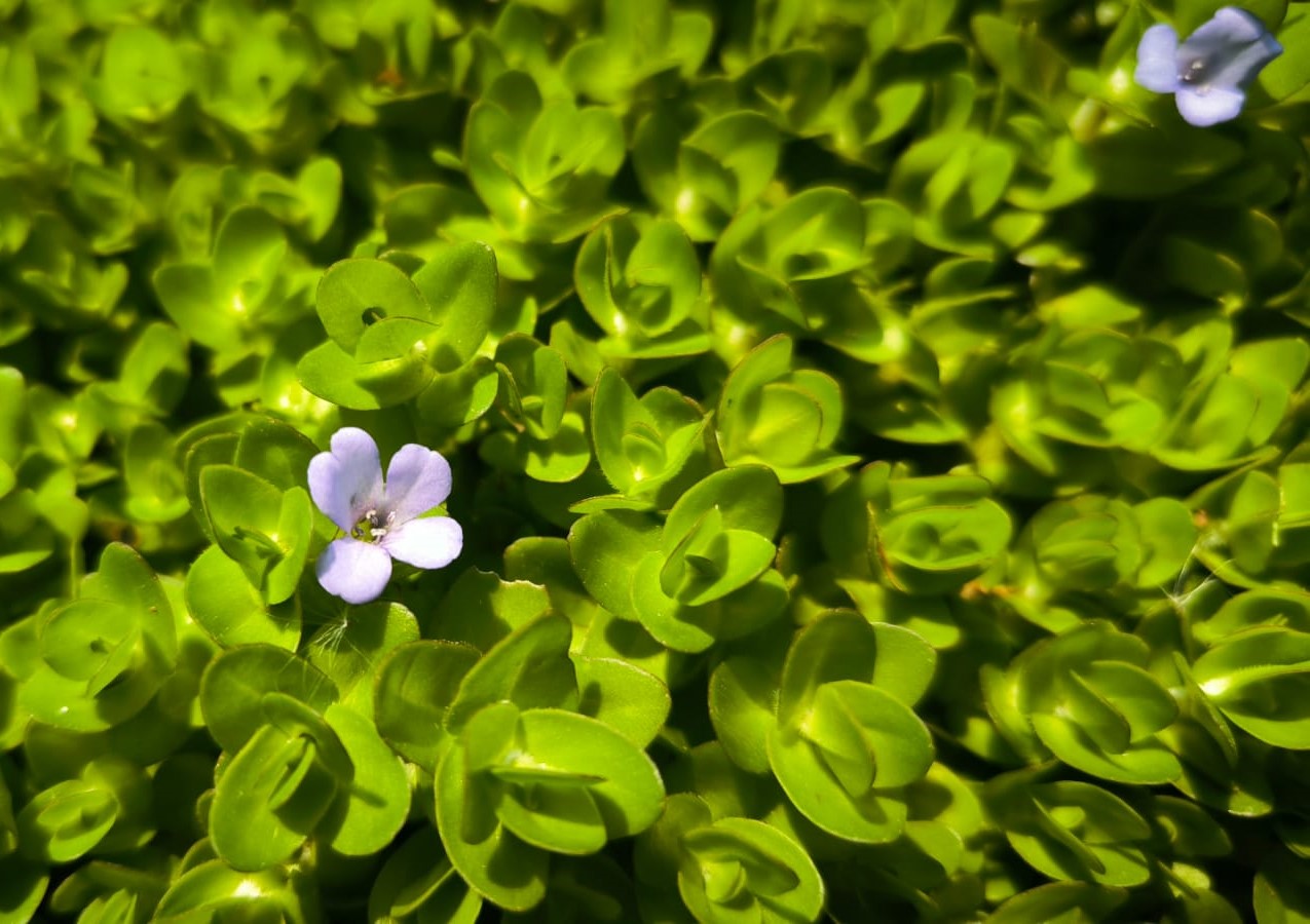 Bacopa caroliniana