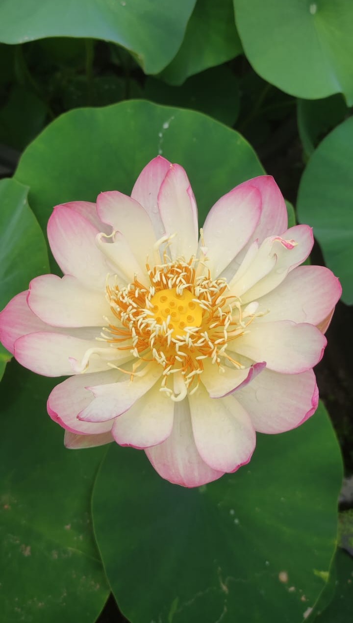 Nelumbo 'Feathered Dress' - immagine 2