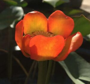 Nuphar japonica 'Rubra'