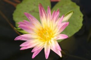 Nymphaea 'Darcy Presnell'