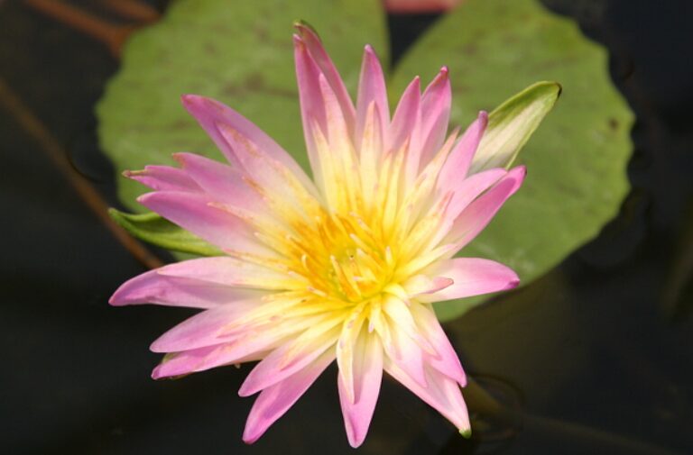 Nymphaea 'Darcy Presnell'