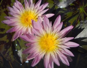 Nymphaea 'Ostara'