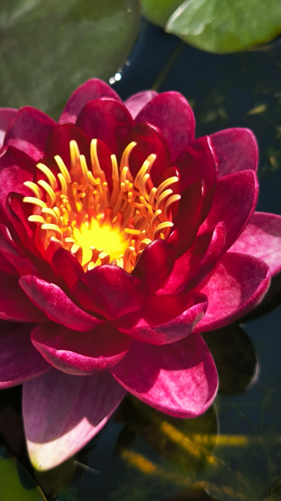 Nymphaea 'Red Queen' - immagine 2