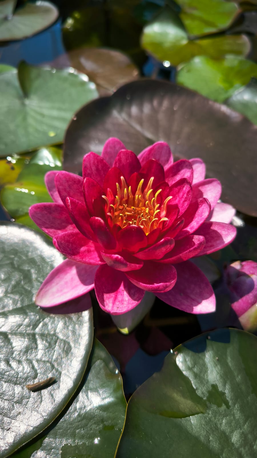 Nymphaea 'Red Queen' - immagine 3