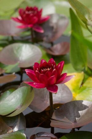 Nymphaea 'Perry's Red Glow'