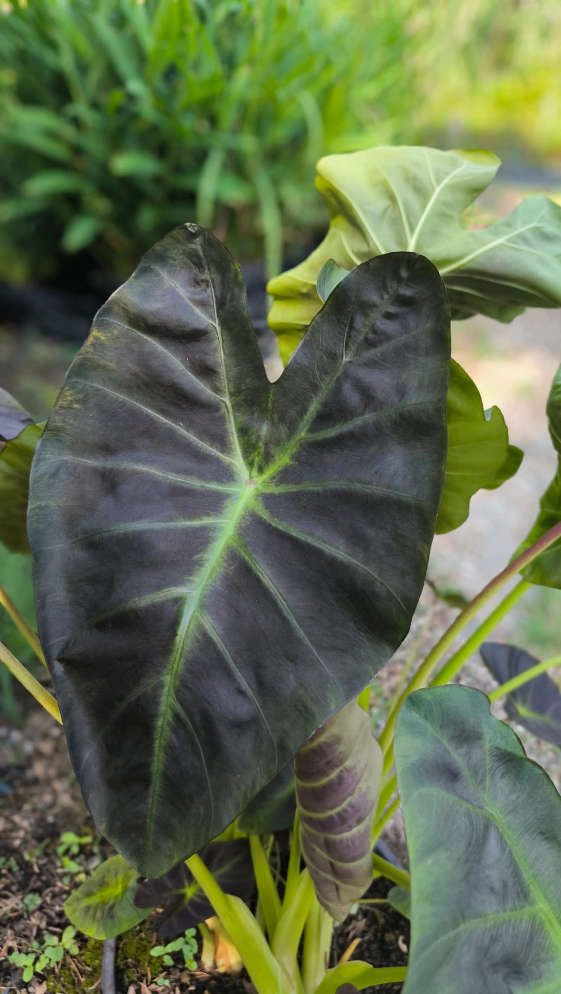 Colocasia esculenta 'Aloha'