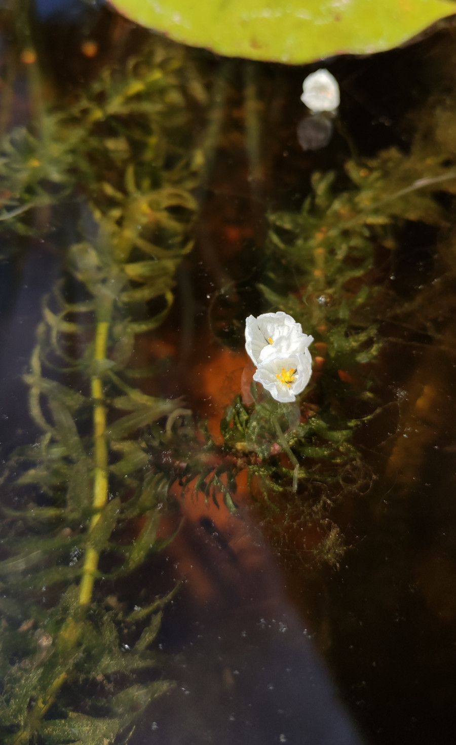 Elodea densa - immagine 2