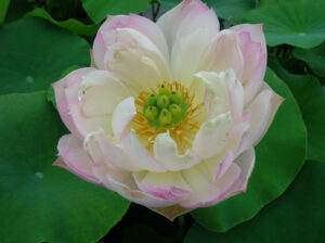 Nelumbo 'Hong Xiuqiu'
