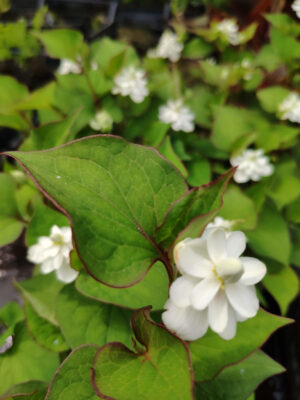 Houttuynia cordata 'Plena'