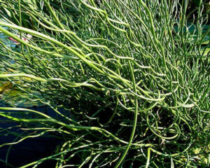 Juncus effusus 'Spiralis'