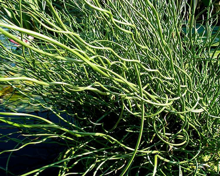 Juncus effusus 'Spiralis'