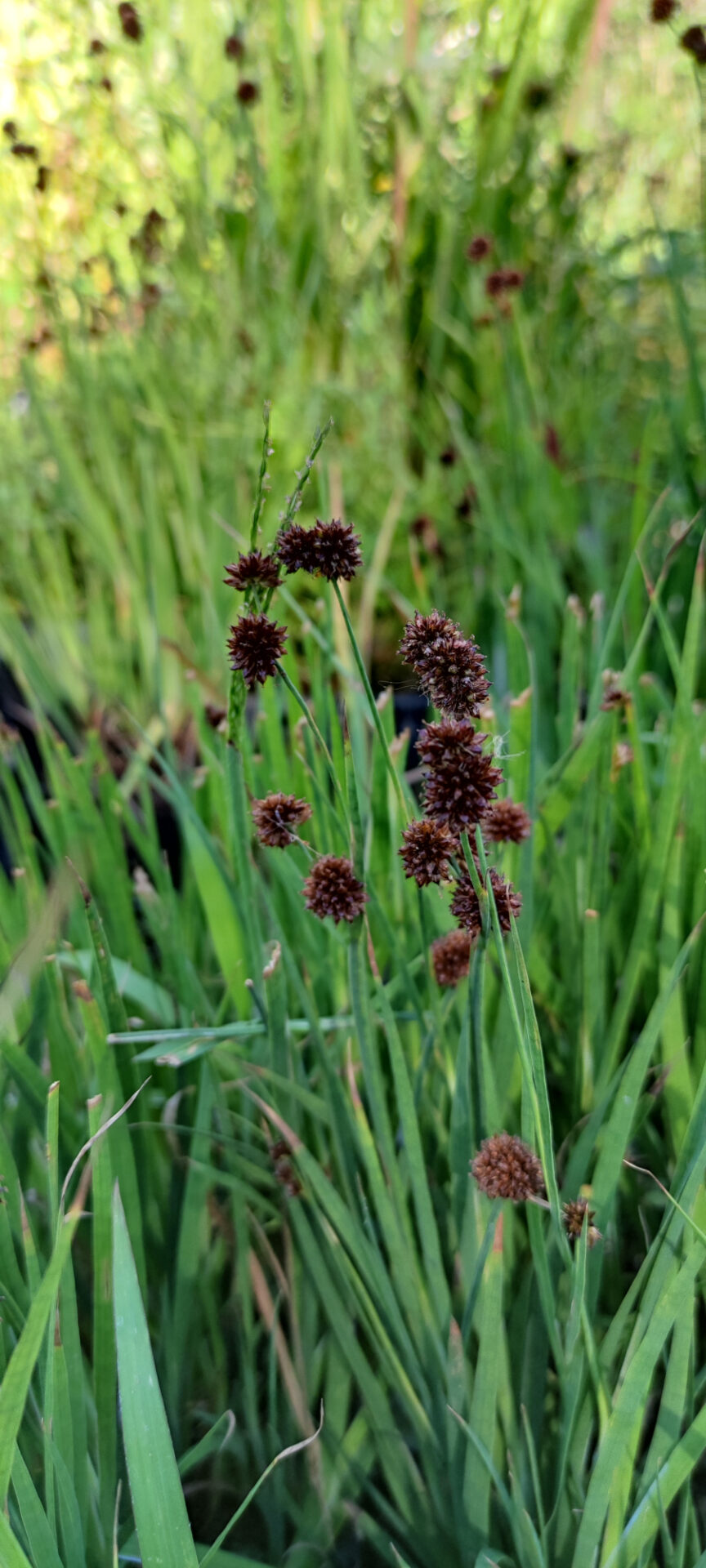 Juncus ensifolius