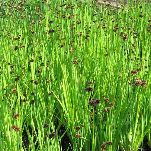 Juncus ensifolius - immagine 2