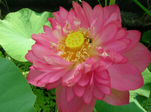 Nelumbo 'Momo Botan'
