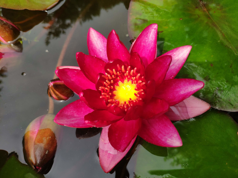 Nymphaea 'Granat' - immagine 2