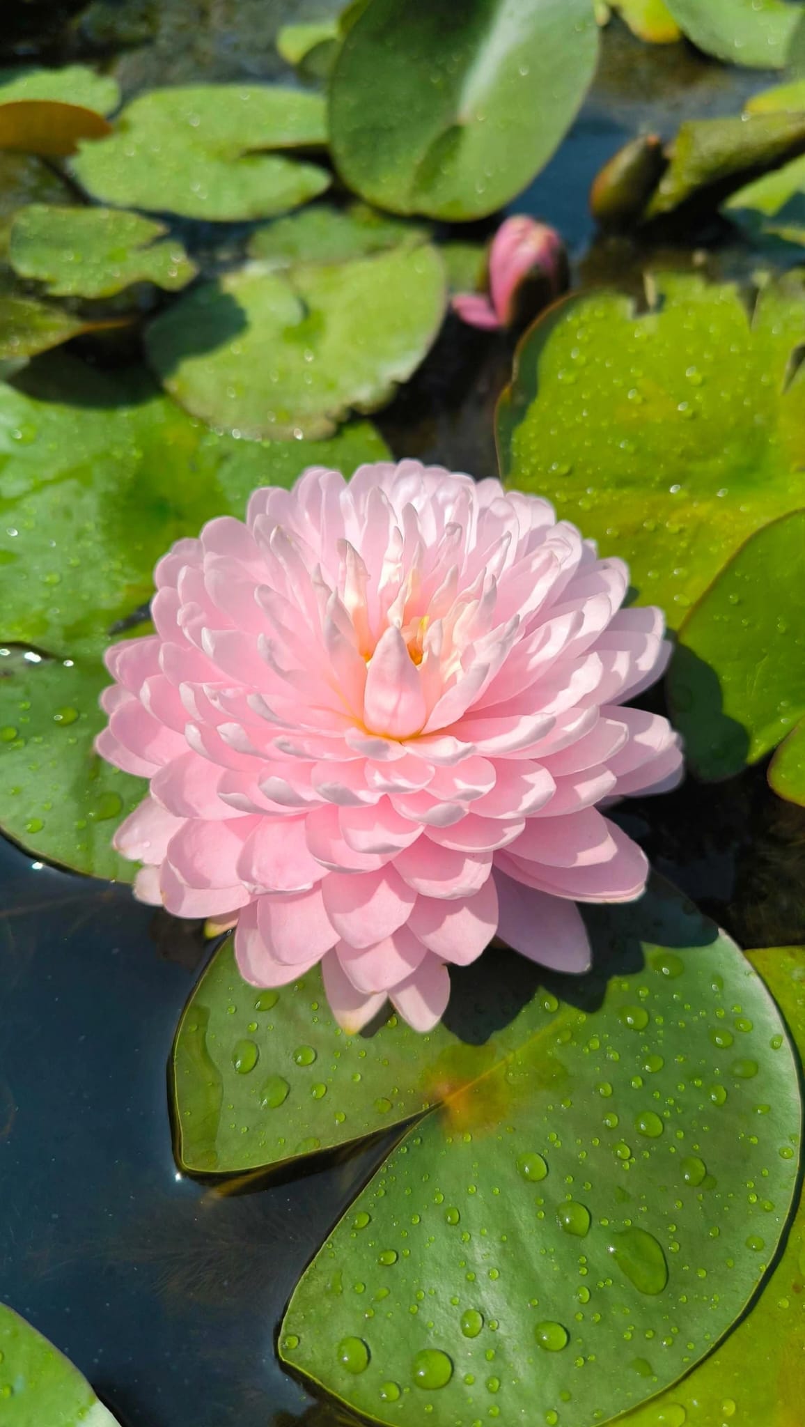 Nymphaea 'Siam Pink Moon'