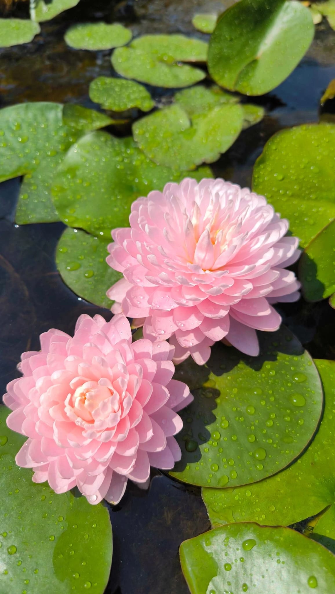 Nymphaea 'Siam Pink Moon' - immagine 2