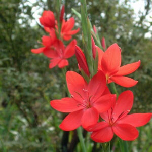 Schizostylis coccinea