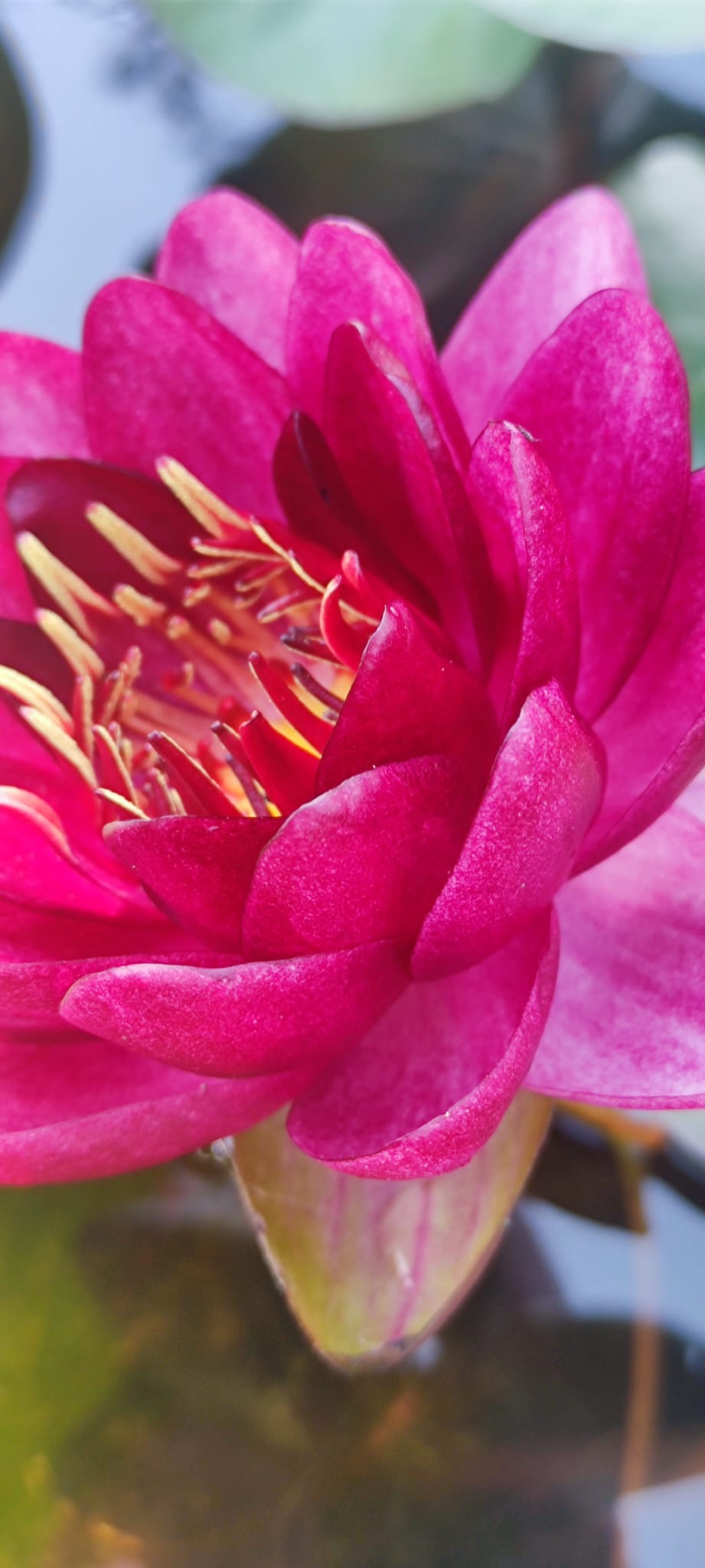 Nymphaea 'Siam Garnet' - immagine 2