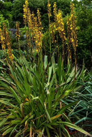Wachendorfia thyrsiflora