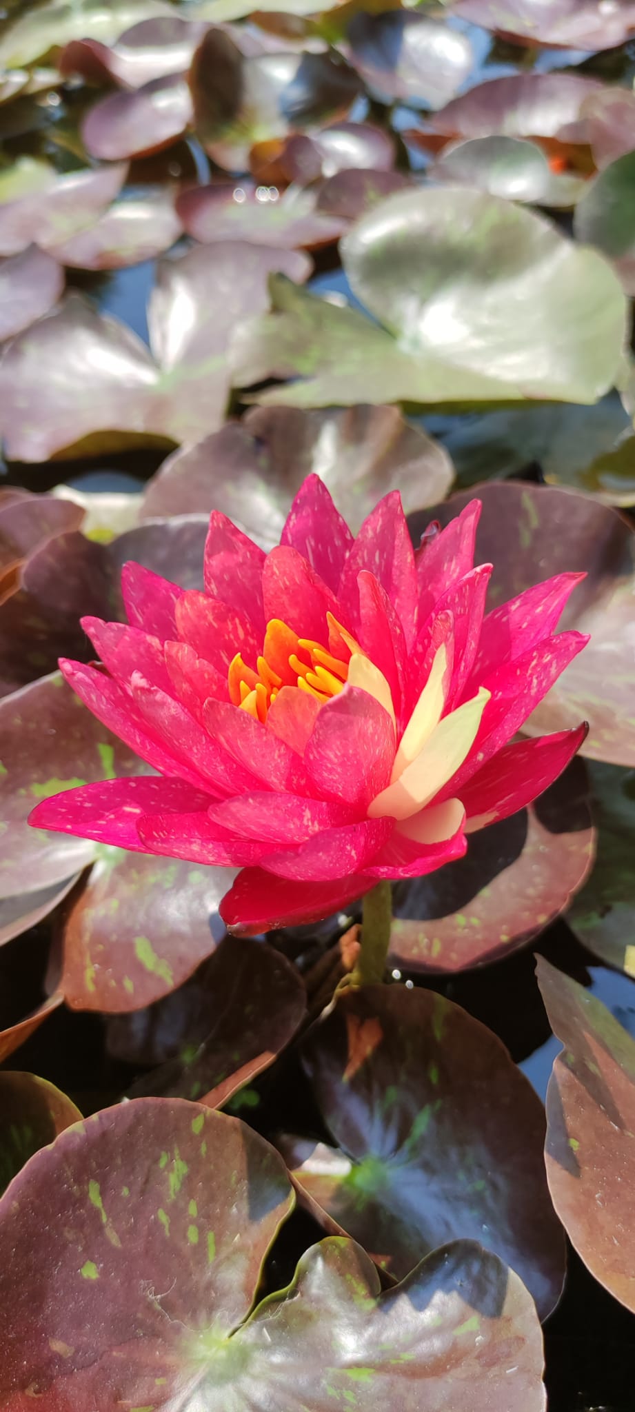 Nymphaea 'Wanvisa'