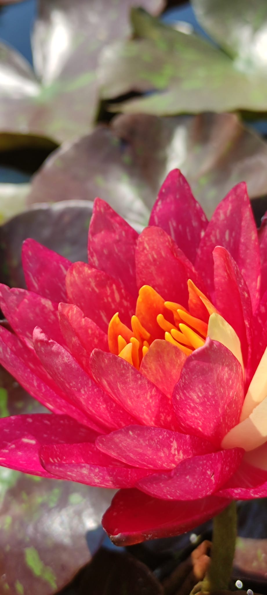 Nymphaea 'Wanvisa' - immagine 3
