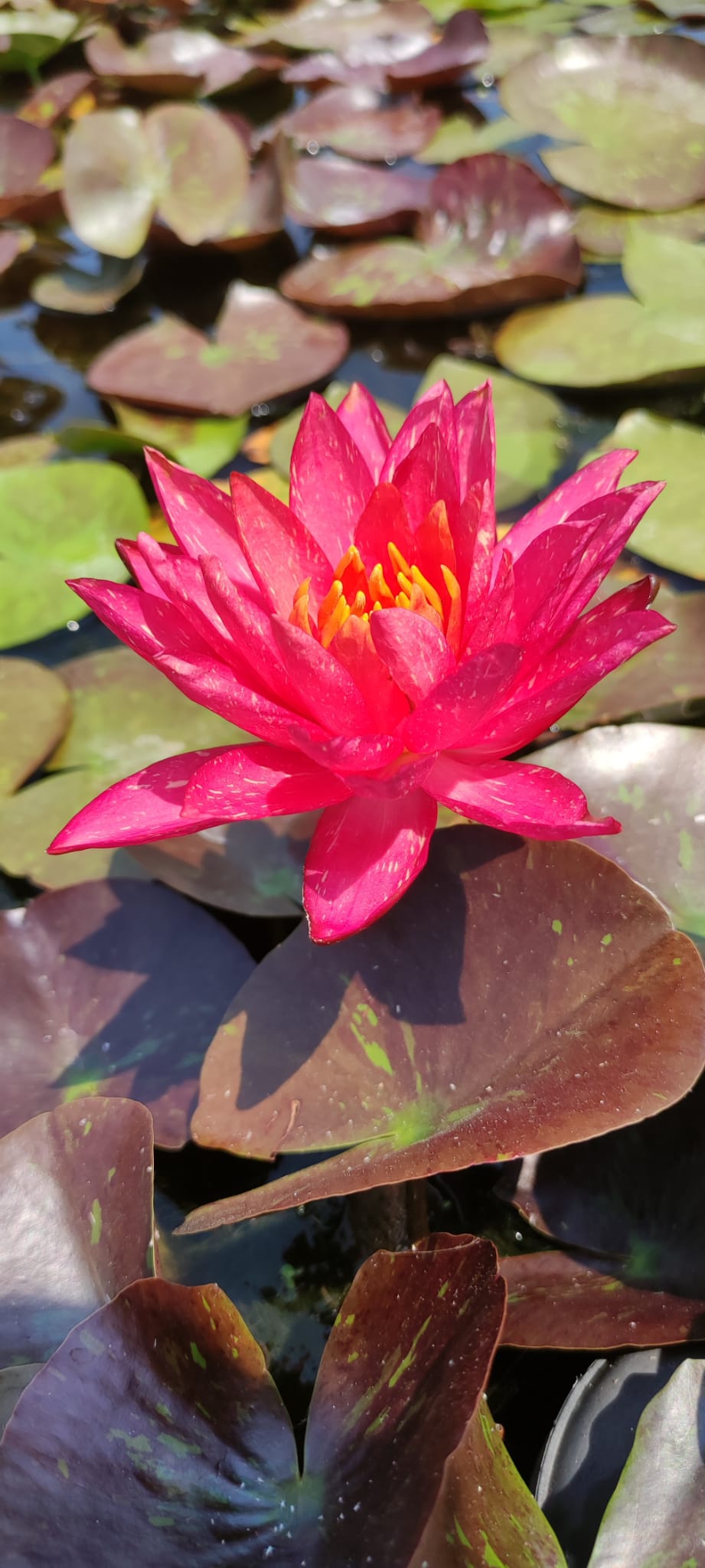 Nymphaea 'Wanvisa' - immagine 2