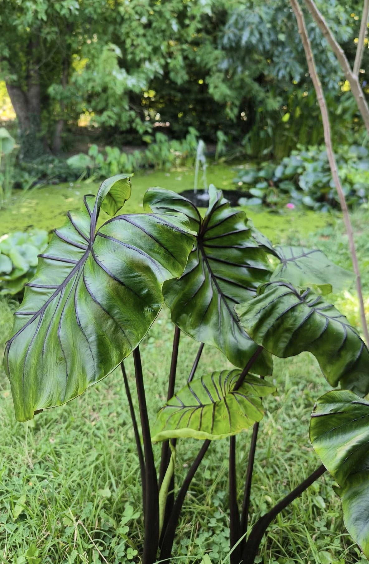 Colocasia esculenta 'Pharaoh's Mask' - immagine 2