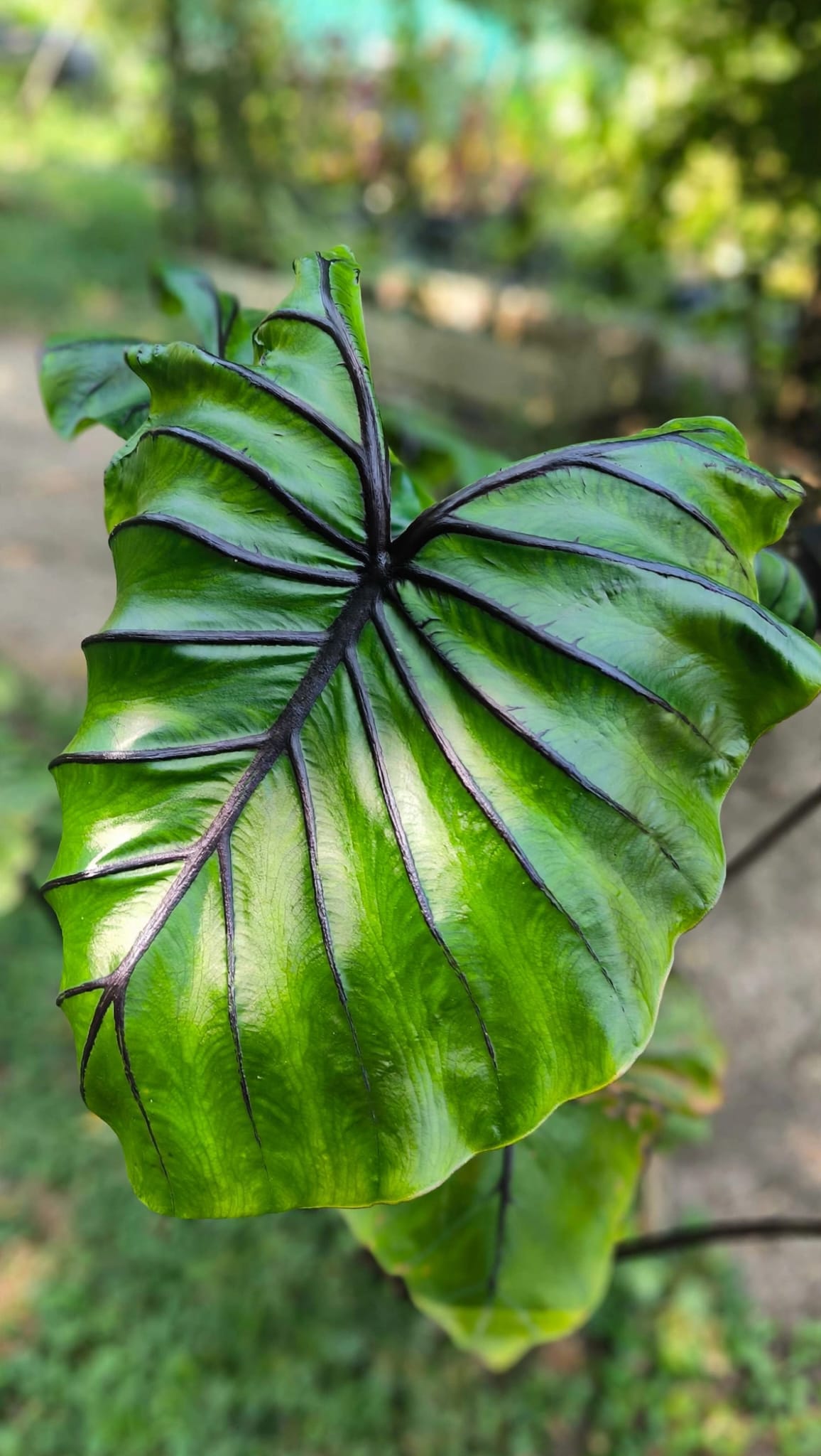 Colocasia esculenta 'Pharaoh's Mask'