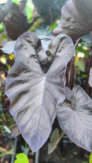 Colocasia esculenta 'Black Coral'