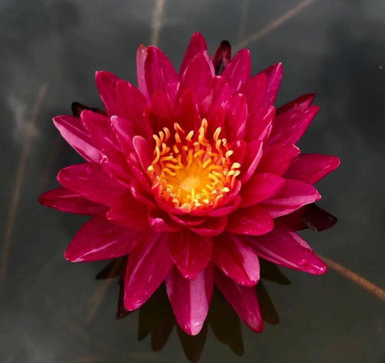 Nymphaea 'Bangkok Miracle'