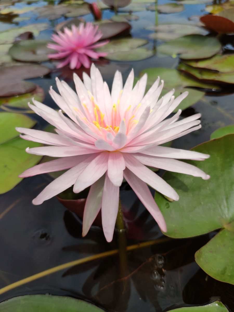 Nymphaea 'Chatrat' - immagine 2