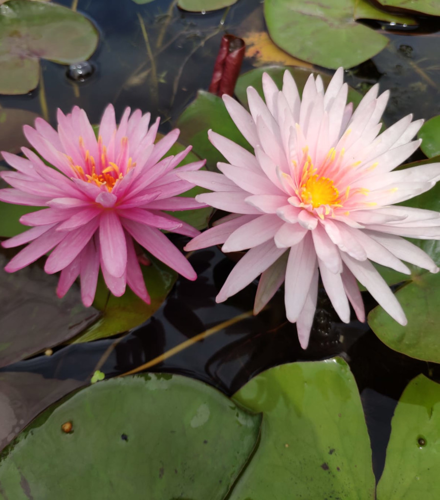 Nymphaea 'Chatrat' - immagine 3