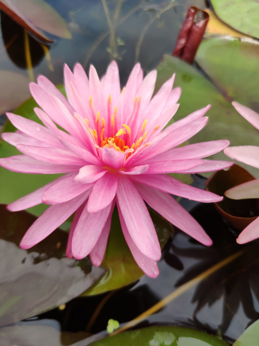 Nymphaea 'Chatrat'