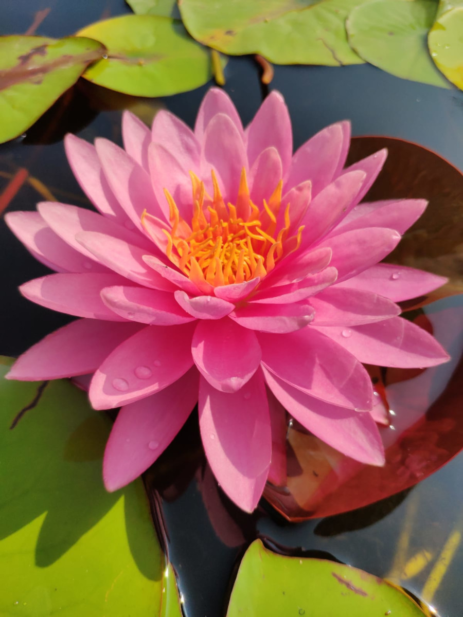 Nymphaea 'Chompoo Pairat' - immagine 2